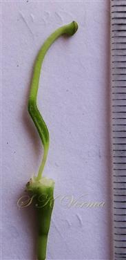  Pistil